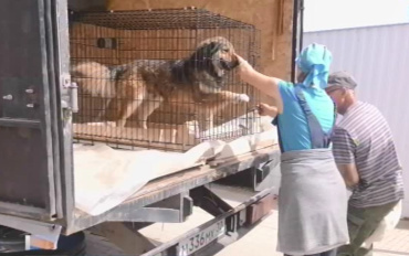 Более 150 бездомных астраханских собак обрели новых хозяев