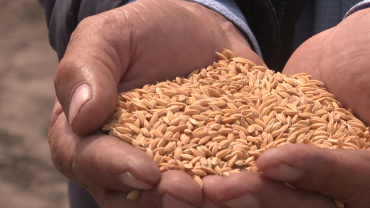 В Астраханской области стартовала посевная рисовая кампания